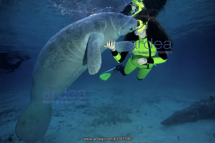 : snorkeler with Florida manatee, Trichechus manatus latirostr : snorkeler with Florida manatee, Trichechus manatus latirostr