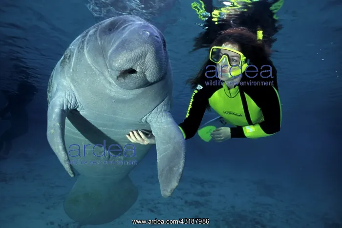 : snorkeler with Florida manatee, Trichechus manatus latirostr : snorkeler with Florida manatee, Trichechus manatus latirostr