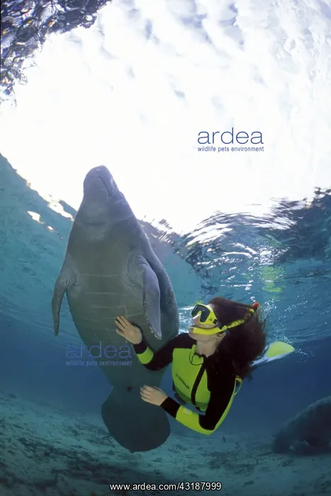: snorkeler with Florida manatee, Trichechus manatus latirostr : snorkeler with Florida manatee, Trichechus manatus latirostr