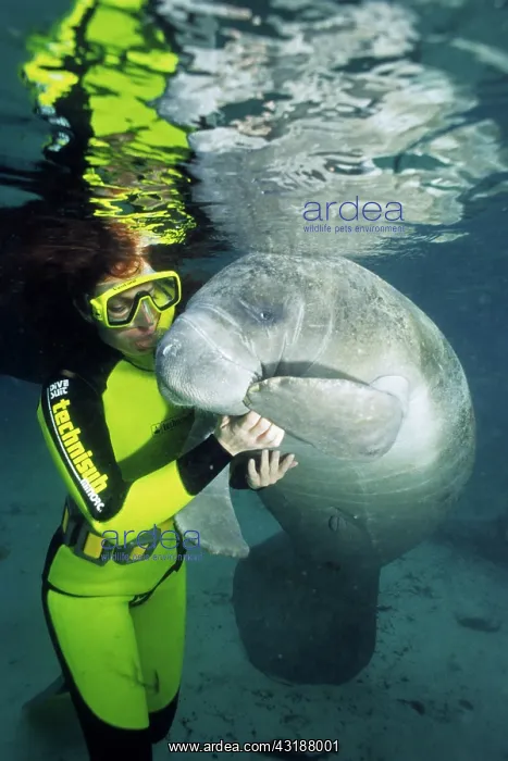 : snorkeler with Florida manatee, Trichechus manatus latirostr : snorkeler with Florida manatee, Trichechus manatus latirostr