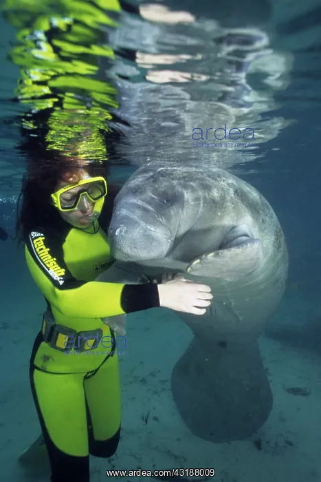 : snorkeler with Florida manatee, Trichechus manatus latirostr : snorkeler with Florida manatee, Trichechus manatus latirostr
