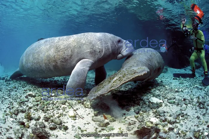  : Snorkeler photographing couple of Florida manatee, Trichechu