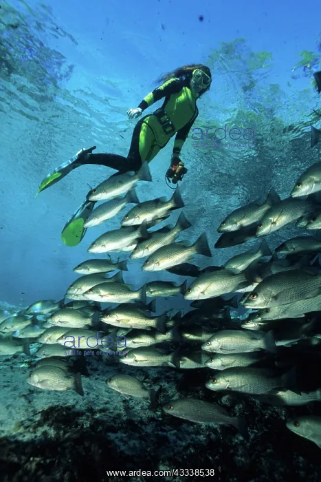 : snorkeler with shool of fish, Crystal River, Florida, Unites : snorkeler with shool of fish, Crystal River, Florida, Unites