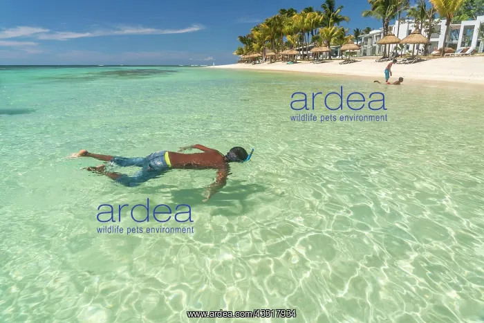 : Snorkeling in the Turtle Bay, Mauritius, Africa : Snorkeling in the Turtle Bay, Mauritius, Africa