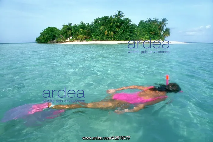 : Snorkeller - Indian Ocean Coral Reef : Snorkeller - Indian Ocean Coral Reef