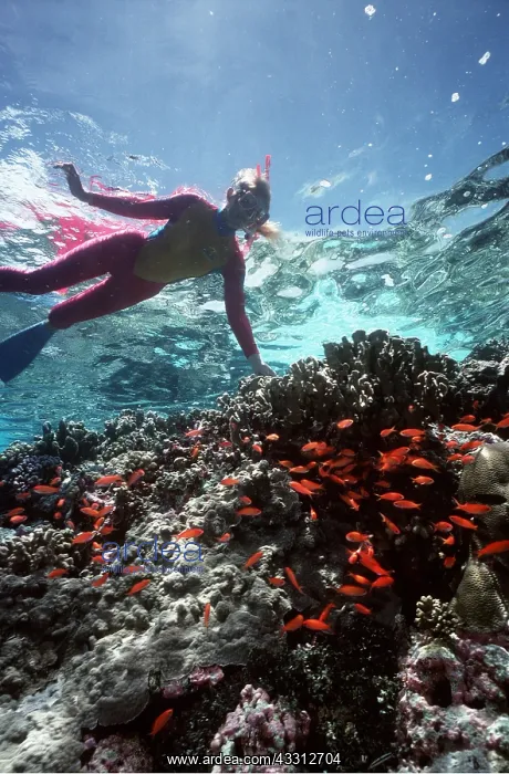  : Snorkeller above reef edge