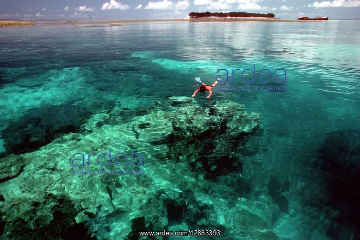 : Snorkeller swims on coral reef. Great : Snorkeller swims on coral reef. Great