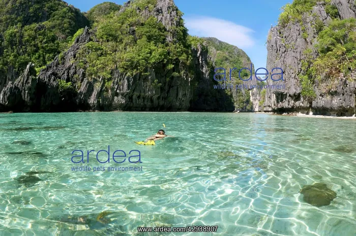 : A snorkeller swims into an entry of a Big Lagoon : A snorkeller swims into an entry of a Big Lagoon