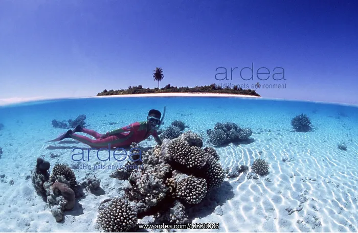 : Snorkeller and tropical island - Split level shot : Snorkeller and tropical island - Split level shot