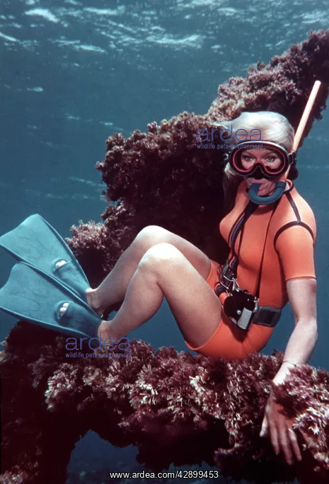 : Snorkeller - Valerie Taylor on the anchor on the : Snorkeller - Valerie Taylor on the anchor on the