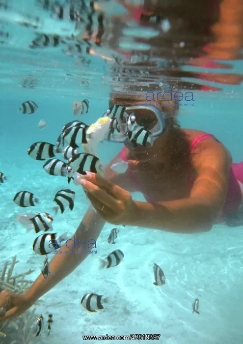 : Snorkeller - with Zebra fish : Snorkeller - with Zebra fish