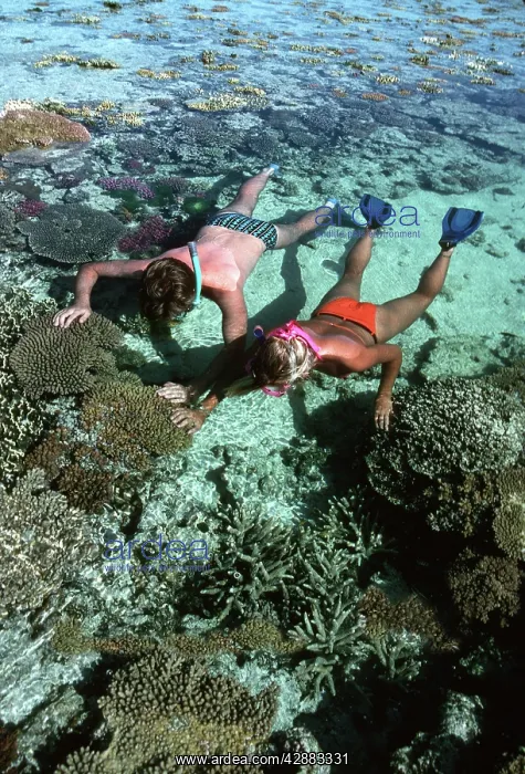 : Snorkellers - x2, on Coral reef