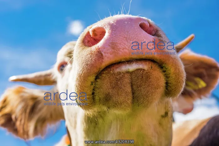 : Snout of a cow, Allgcu Braunvieh (Bos primigenius : Snout of a cow, Allgcu Braunvieh (Bos primigenius