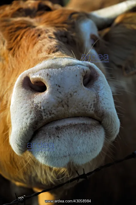 : Snout of a Limousine cow Correze France : Snout of a Limousine cow Correze France