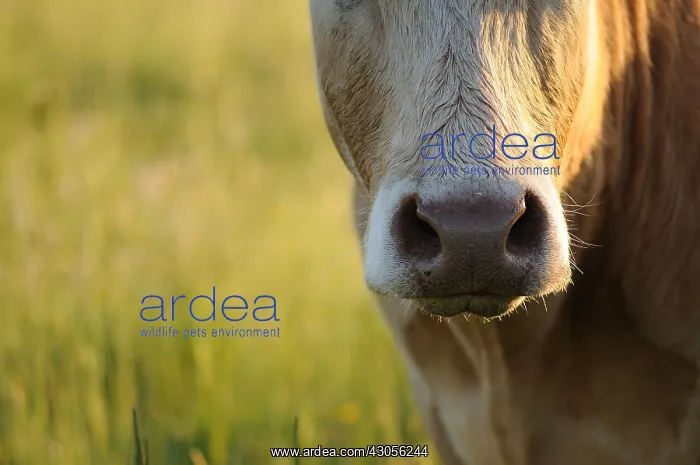 : Snout of a Limousine Cow in a meadow Normandie France : Snout of a Limousine Cow in a meadow Normandie France