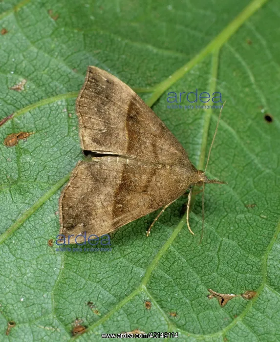 : Snout moth : Snout moth
