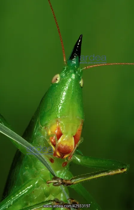 : A snout-nosed katydid - with powerful mandibles : A snout-nosed katydid - with powerful mandibles