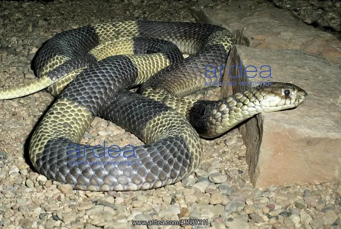 : Snouted Cobra : Snouted Cobra