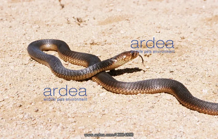 : SNOUTED COBRA - TONGUE OUT : SNOUTED COBRA - TONGUE OUT