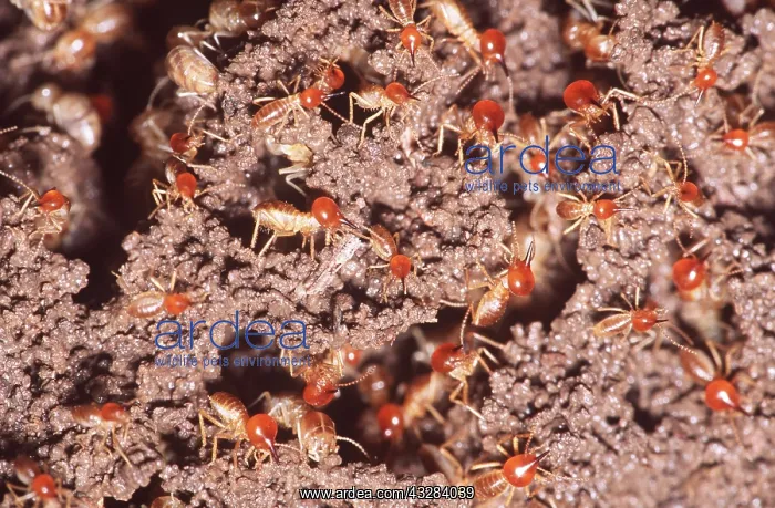 : Snouted Harvester Termites - Soldiers : Snouted Harvester Termites - Soldiers