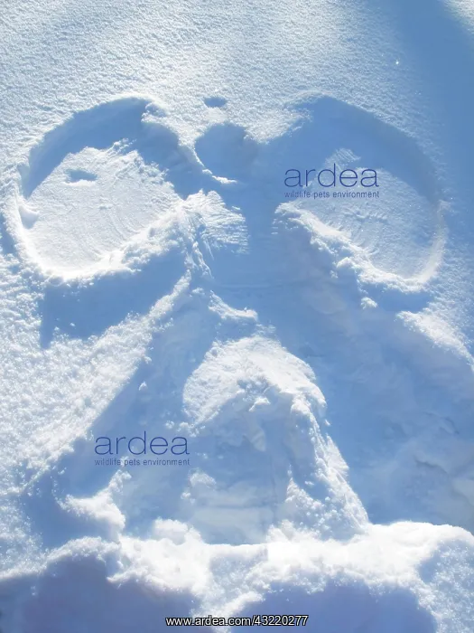  : Snow angels