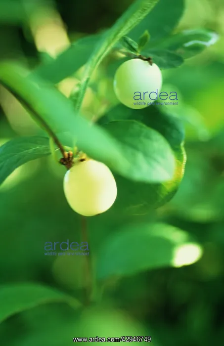 : Snow-berry : Snow-berry