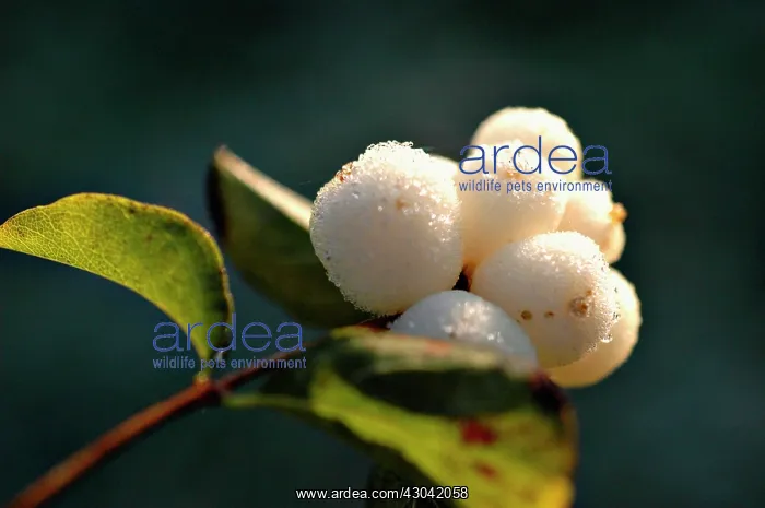 : Snow-berry : Snow-berry