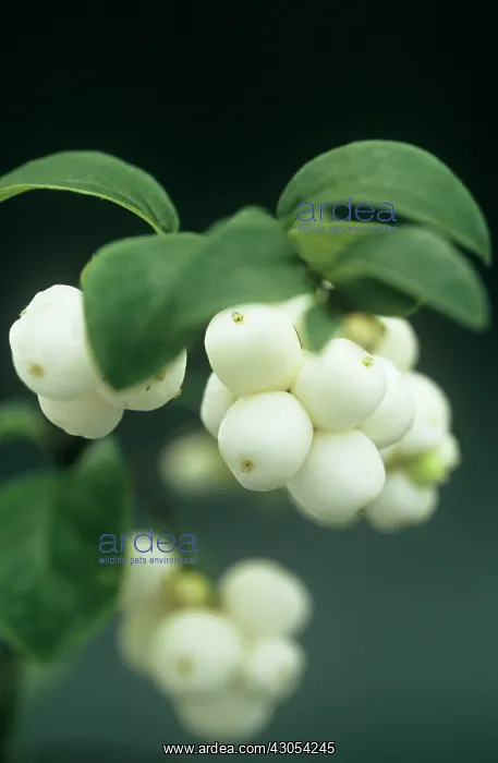 : Snow-berry : Snow-berry