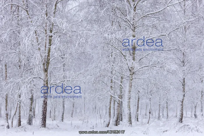 : Snow in birch forest, The Netherlands, Noord-Brabant : Snow in birch forest, The Netherlands, Noord-Brabant