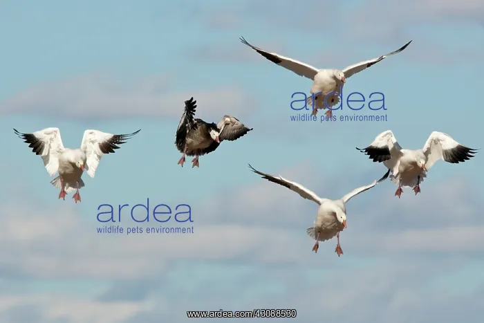 : Snow and Blue Geese : Snow and Blue Geese