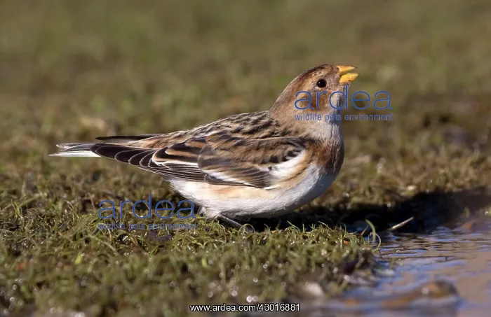 : Snow Bunting