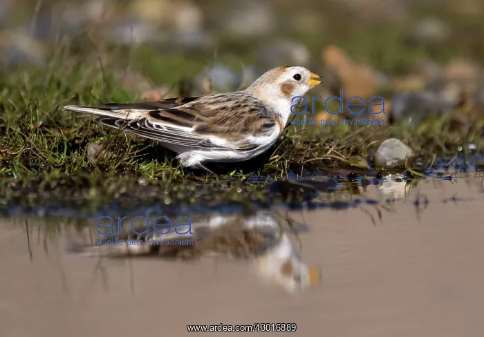  : Snow Bunting