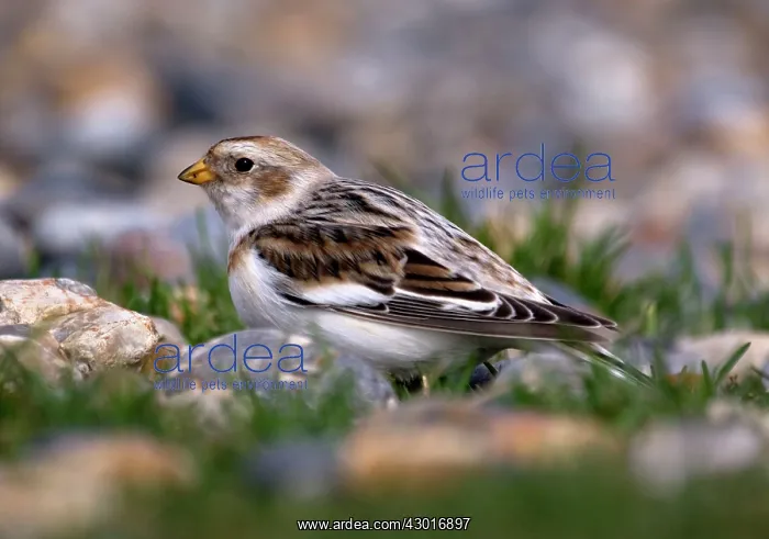  : Snow Bunting