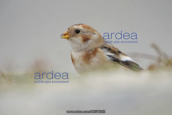 : Snow Bunting : Snow Bunting