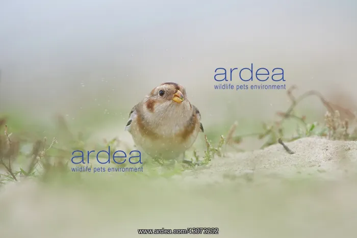 : Snow Bunting : Snow Bunting