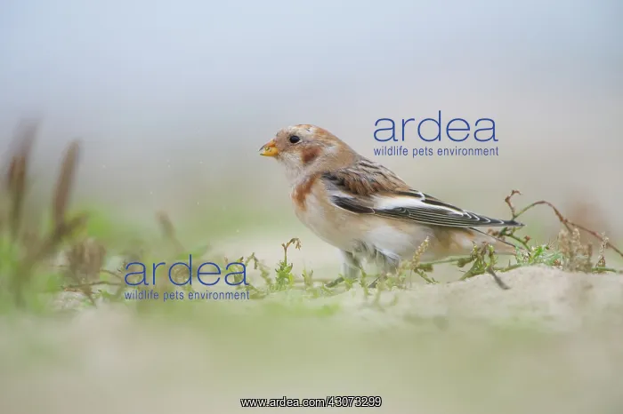 : Snow Bunting : Snow Bunting