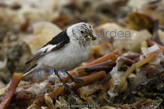 : Snow bunting : Snow bunting