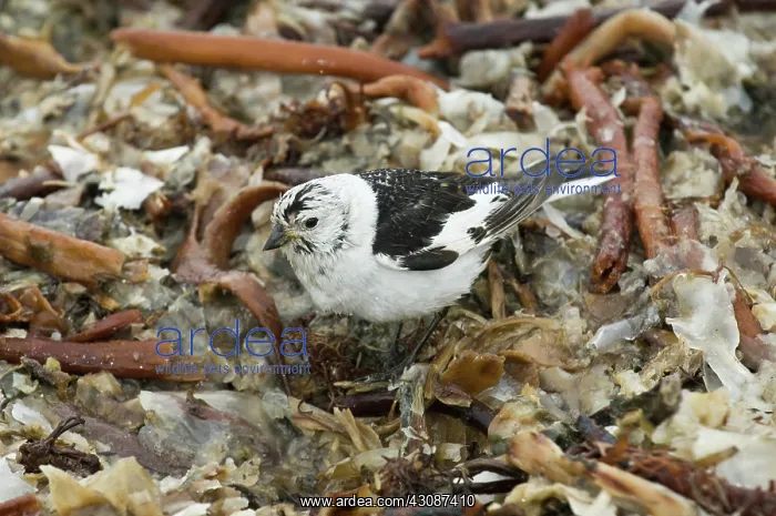 : Snow bunting : Snow bunting