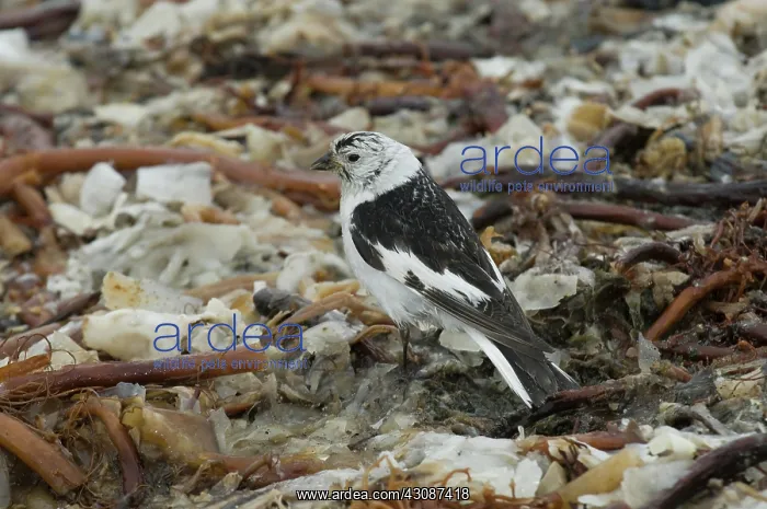 : Snow bunting : Snow bunting
