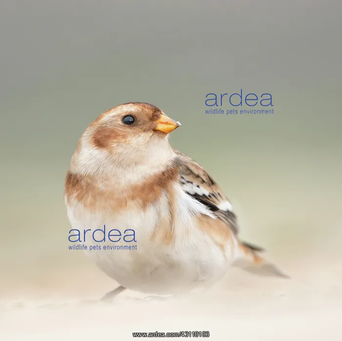: Snow Bunting : Snow Bunting