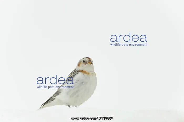: Snow Bunting : Snow Bunting
