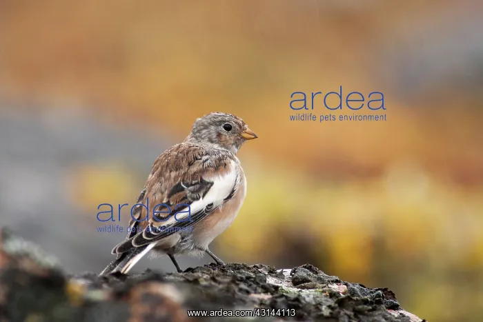 : Snow Bunting : Snow Bunting