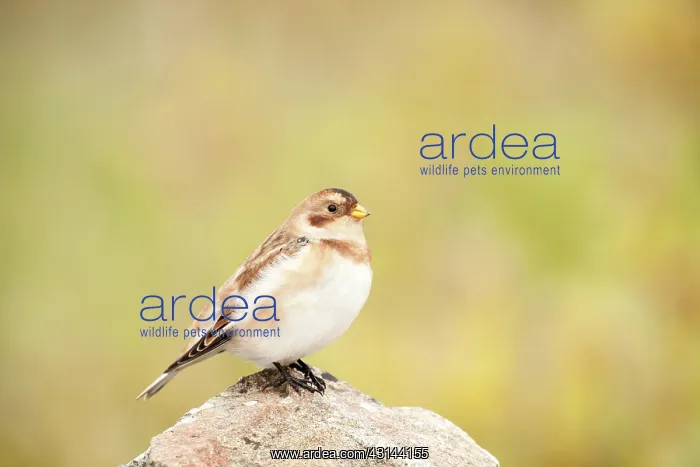 : Snow Bunting : Snow Bunting