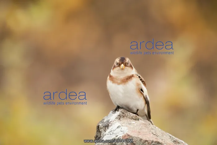 : Snow Bunting : Snow Bunting