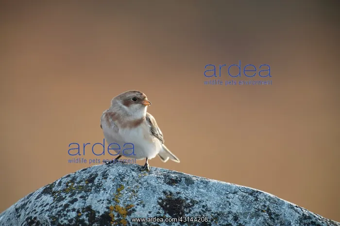 : Snow Bunting : Snow Bunting