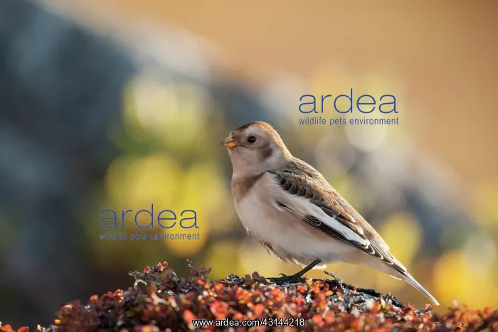 : Snow Bunting : Snow Bunting