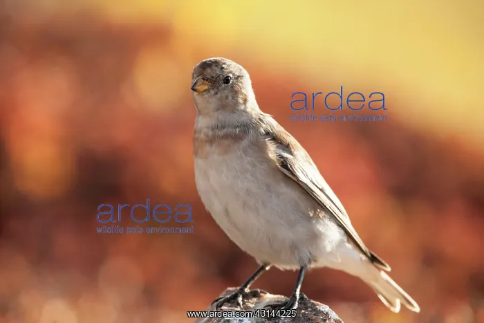 : Snow Bunting : Snow Bunting