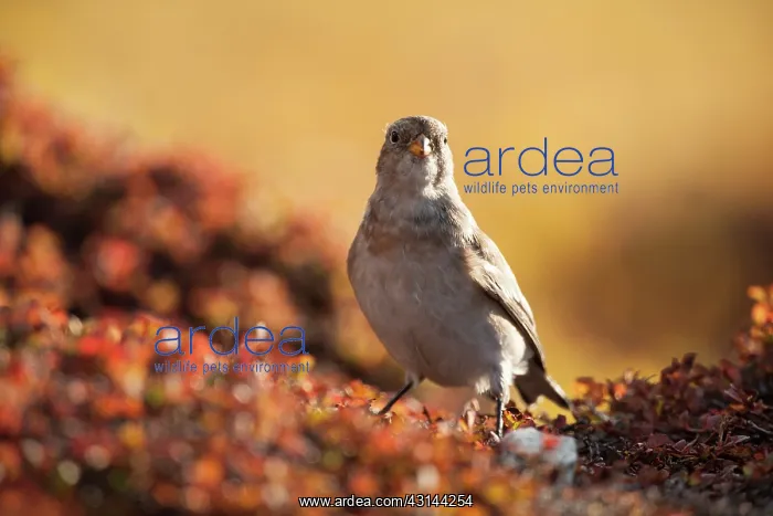 : Snow Bunting : Snow Bunting
