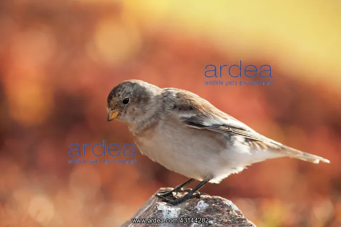 : Snow Bunting : Snow Bunting