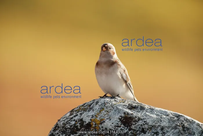 : Snow Bunting : Snow Bunting